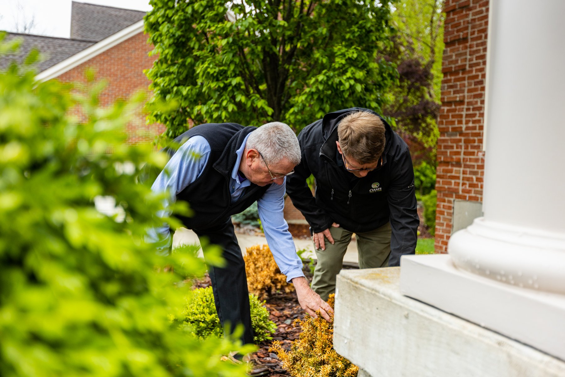 inspecting a shrub that had died from spider mite damage