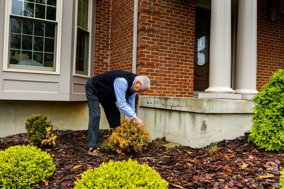 plant care expert inspects dead bush