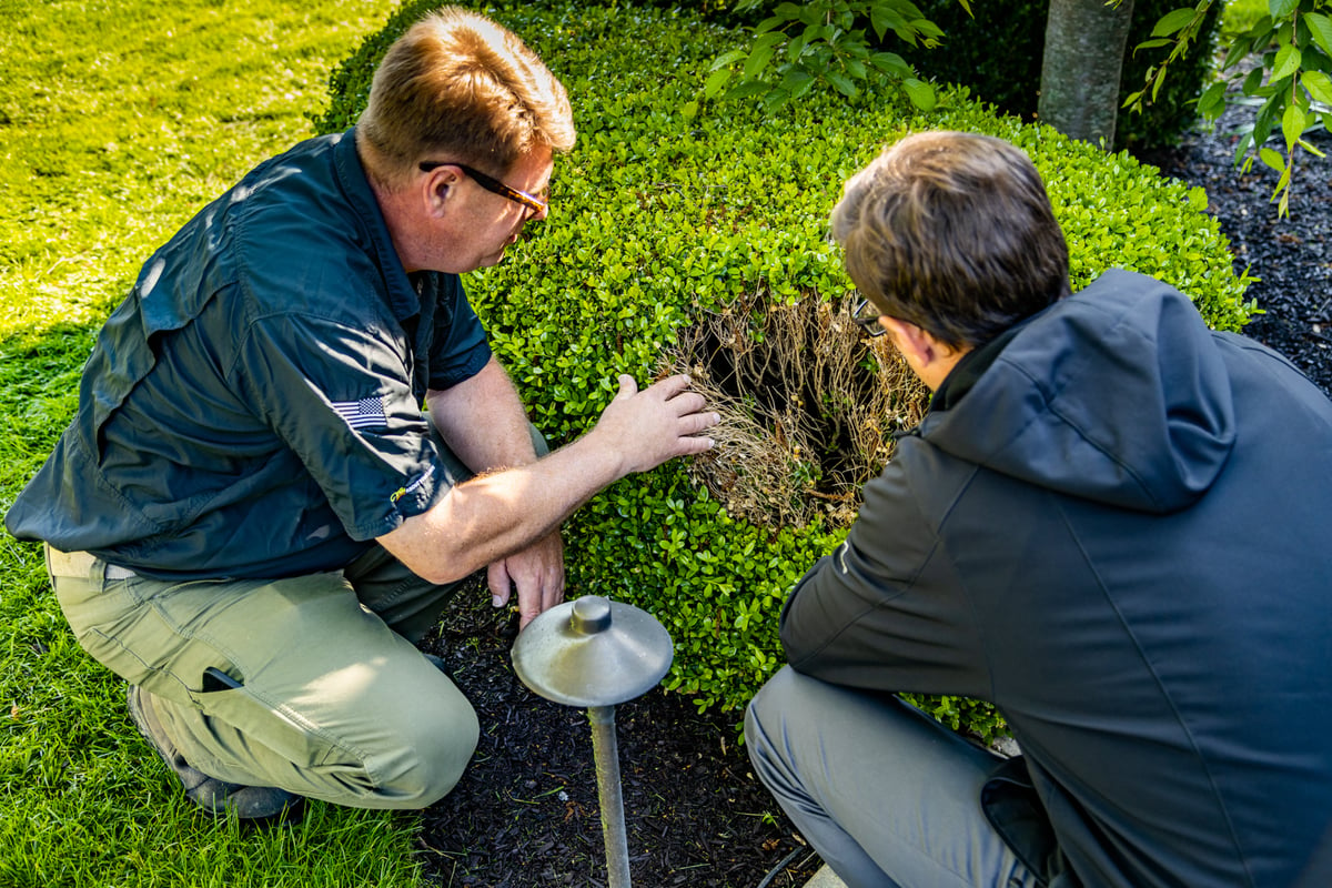 tree and shrub experts inspect damaged shrub
