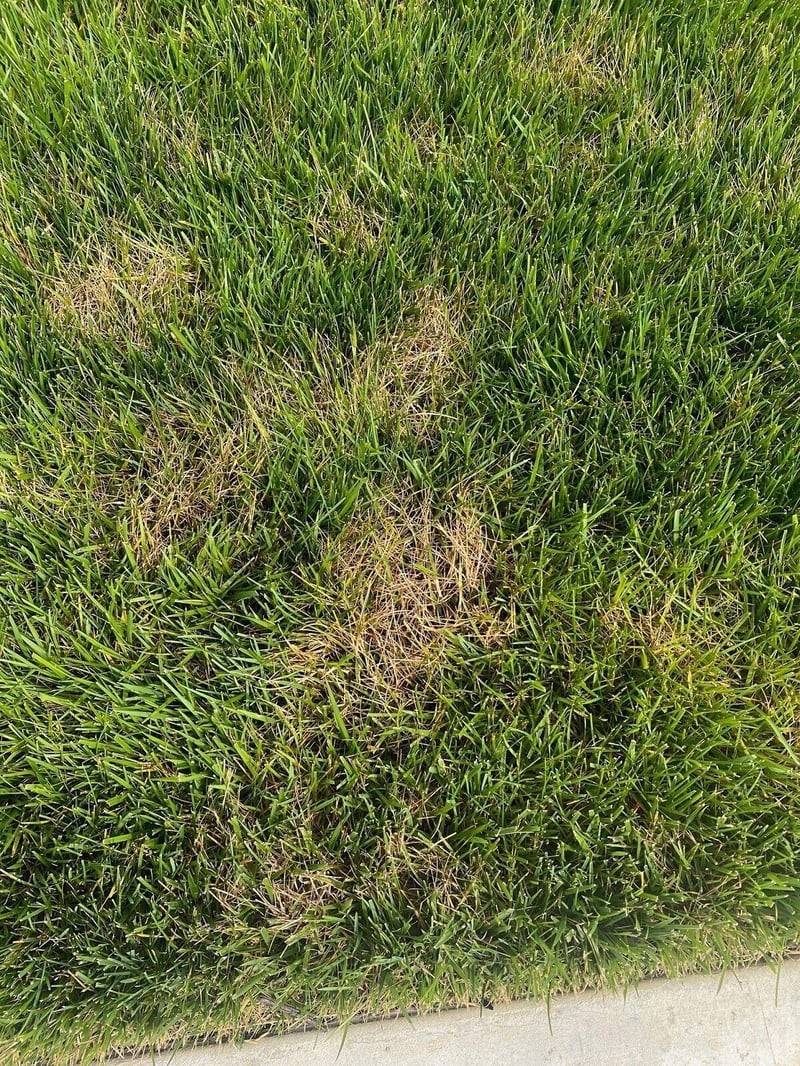 dollar spot lawn disease identification