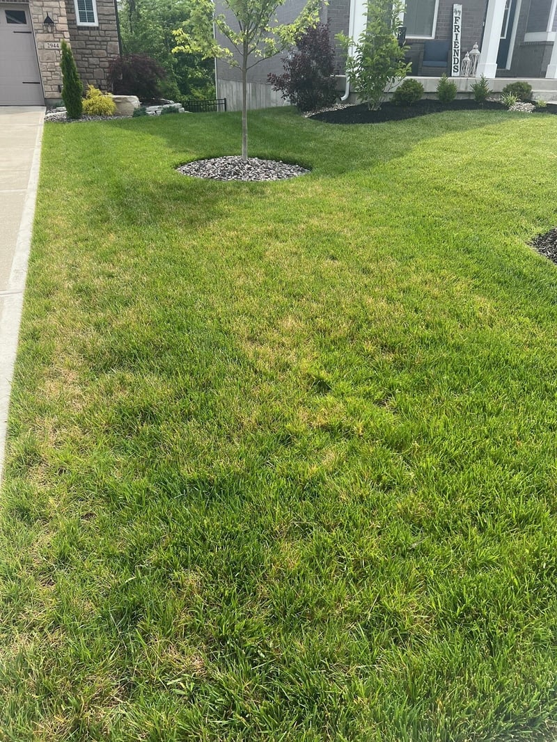 Dollar Spot Lawn Disease in grass