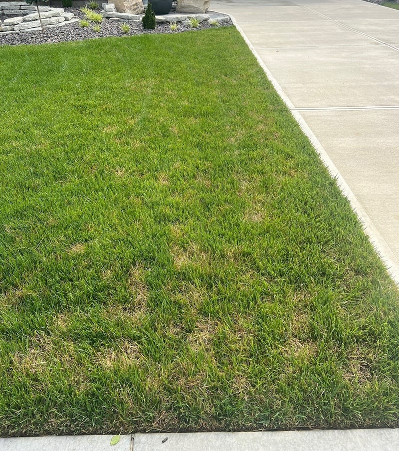Dollar Spot Lawn Disease in grass