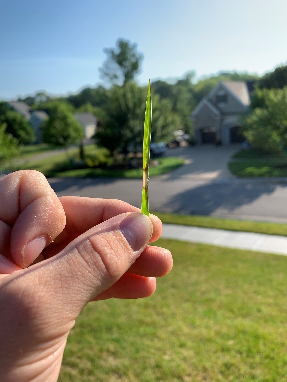 Dollar Spot Lawn Disease on blade of grass