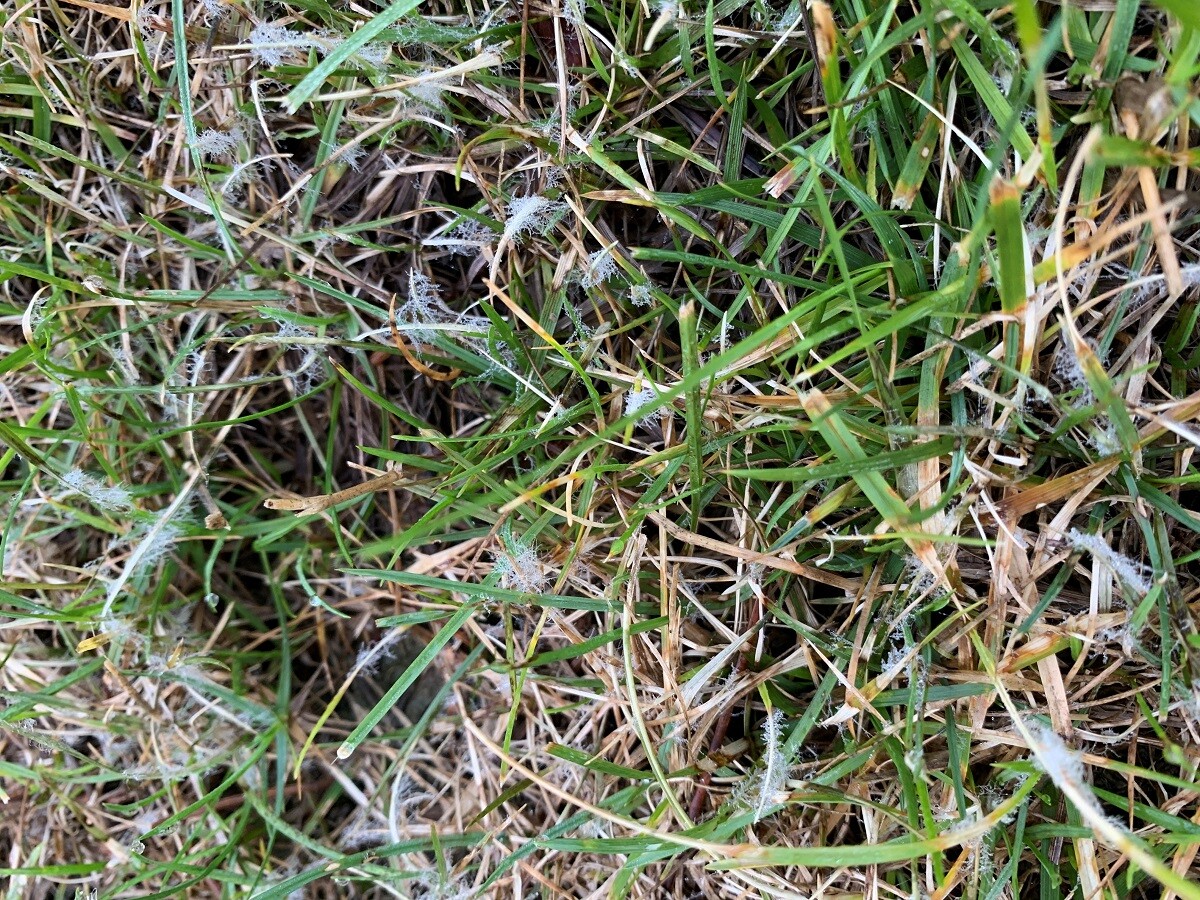 Dollar spot lawn disease