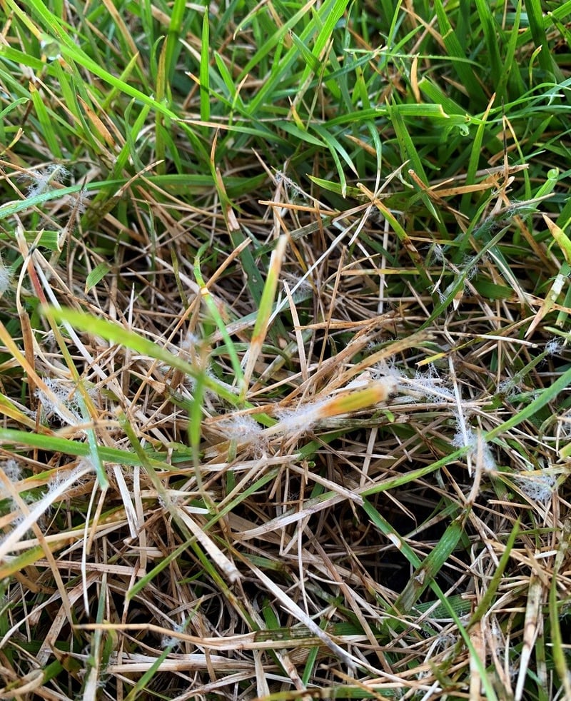 Dollar Spot Lawn Disease Mycelium