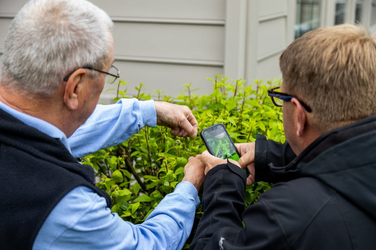 tree care experts inspect tree and take photo of leaves