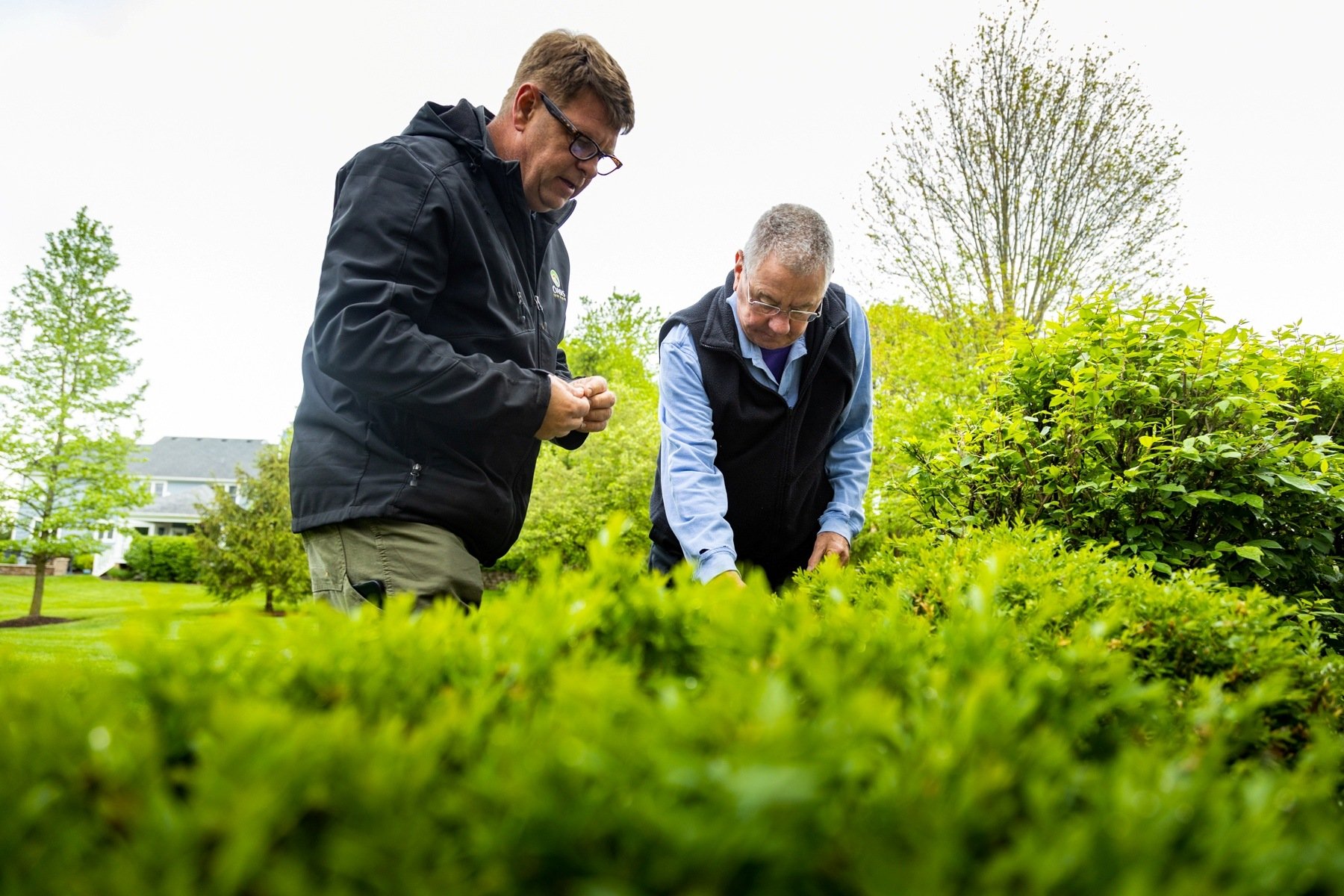 Shrub inspection for insects and mites