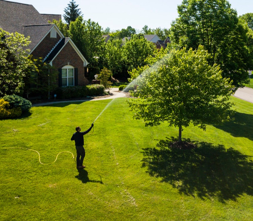 spraying a large tree for tree and shrub care