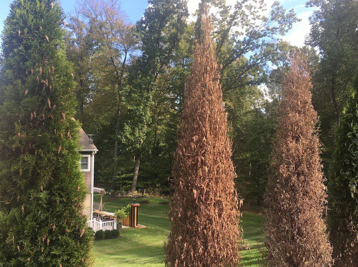 arborvitae damaged by bagworms