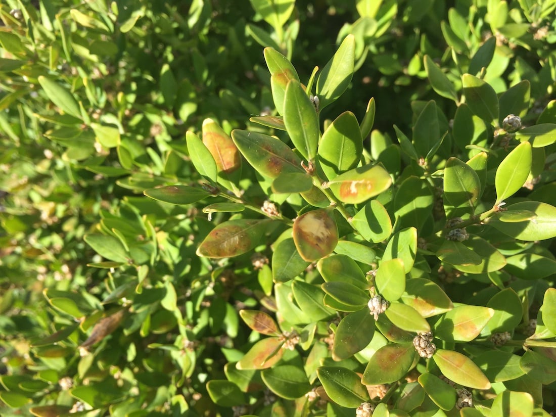 boxwood-leafminer