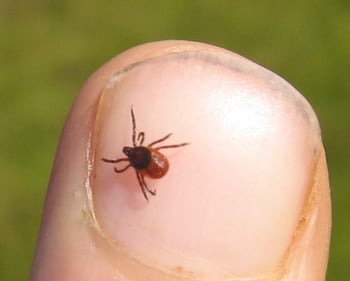 Scary tick on finger