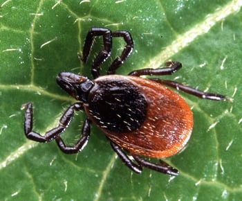 Tick on leaf in Ohio