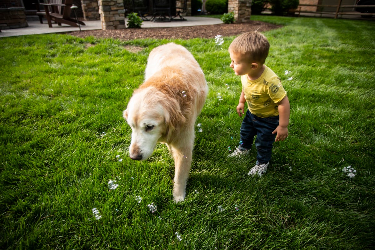 dog and child on grass