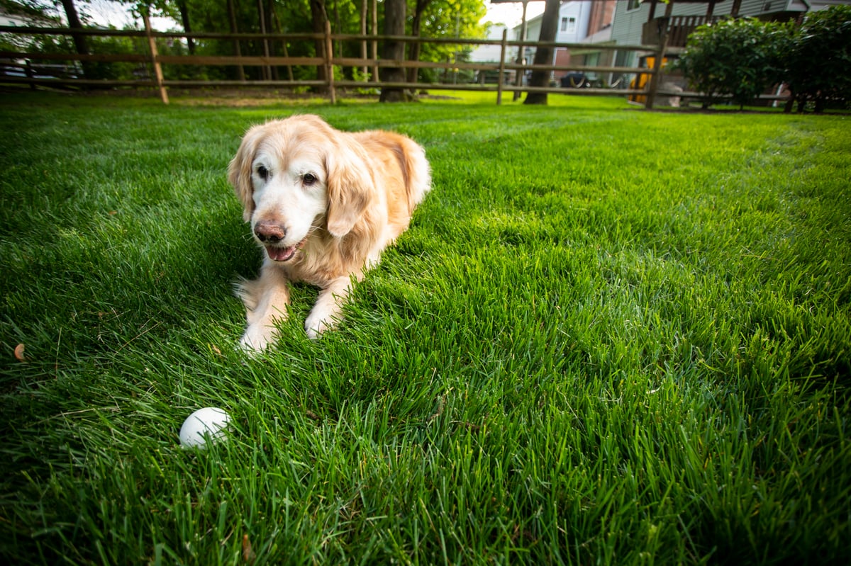 dog laying on healthy grass