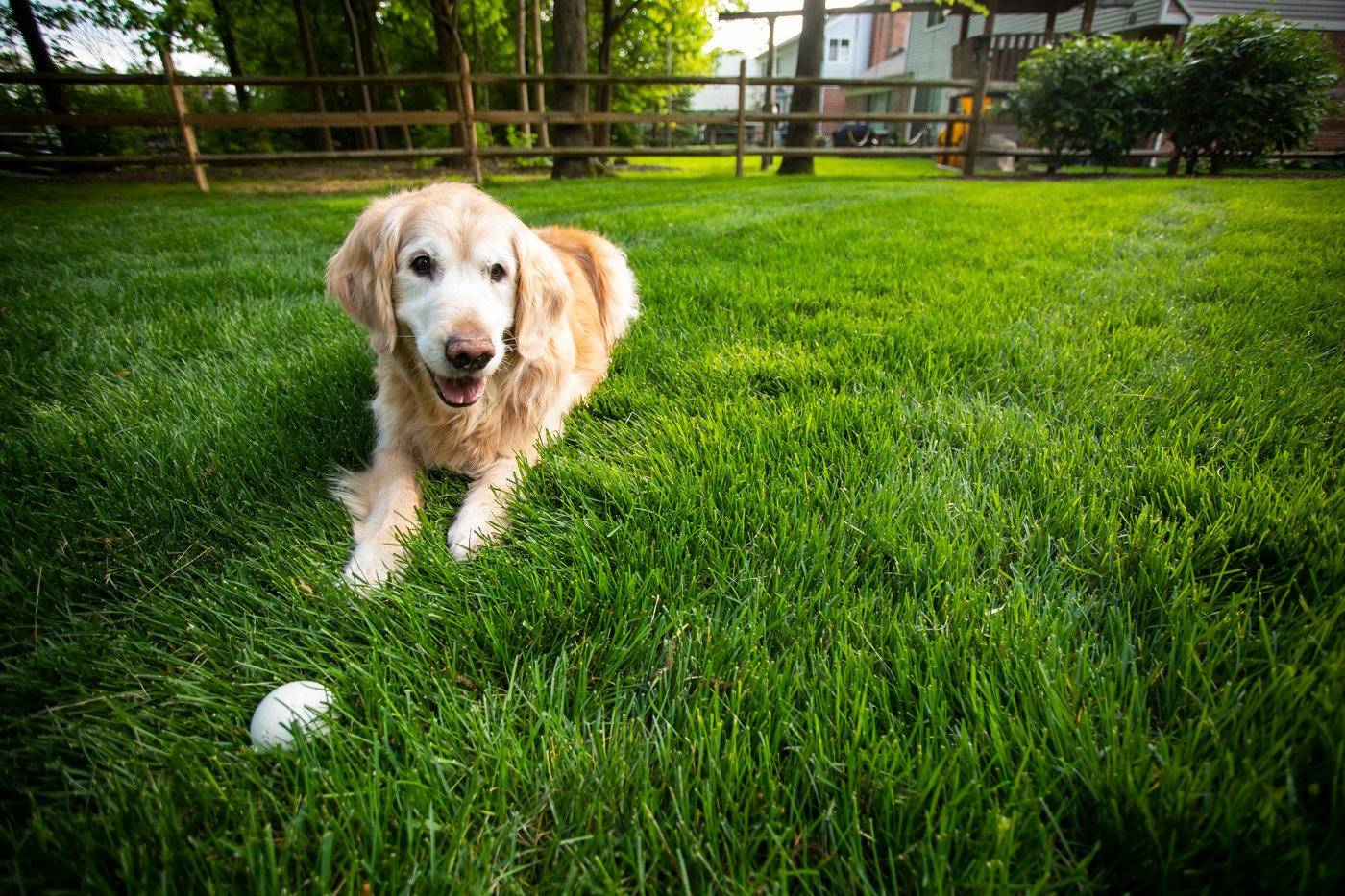 Customers dog playing in lush green lawn