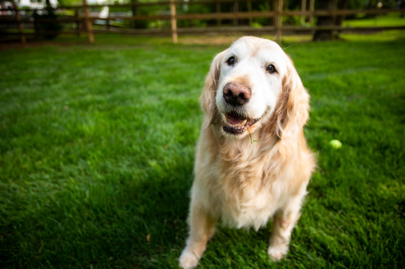 dog sitting on nice lawn