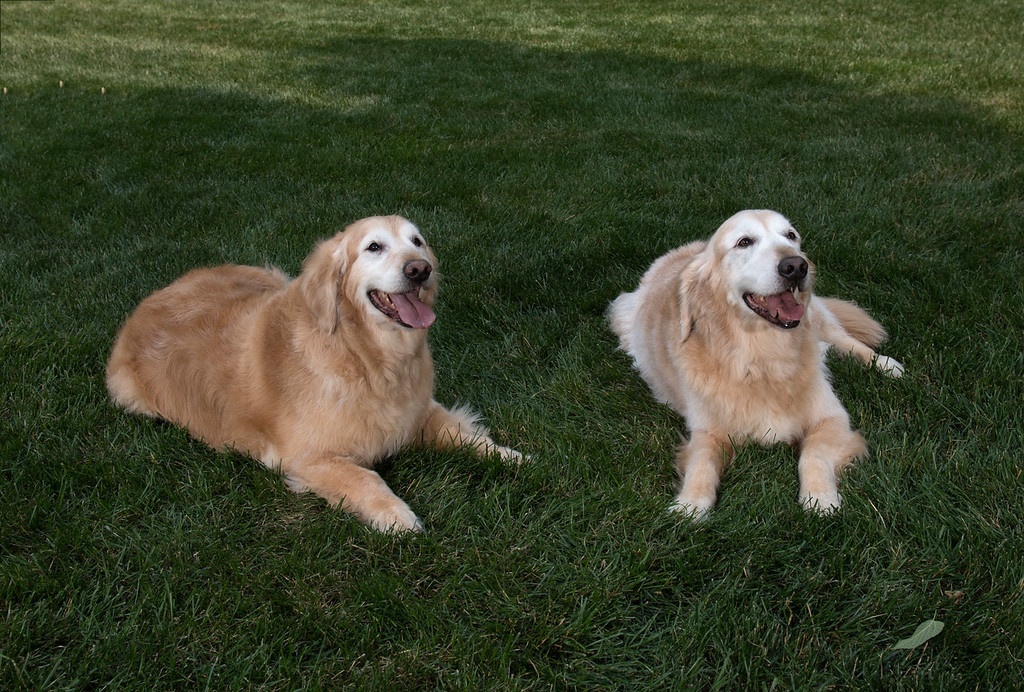 Two dogs lying in shaded grass