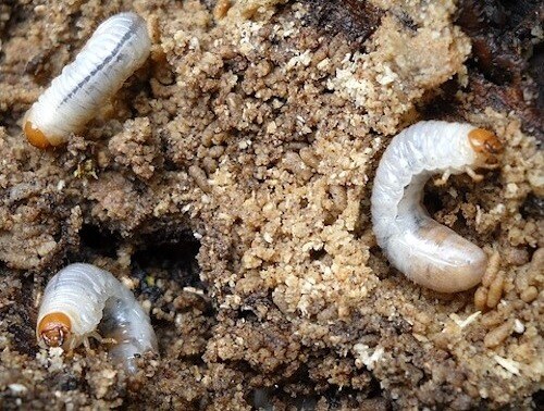grubs can quickly decimate entire lawns