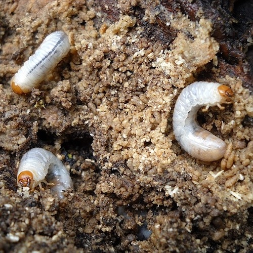 grubs in sandy soil