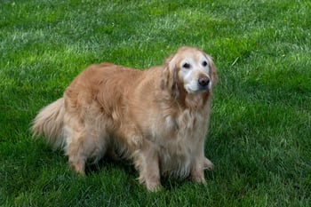 Dog on lawn treated with organic lawn care