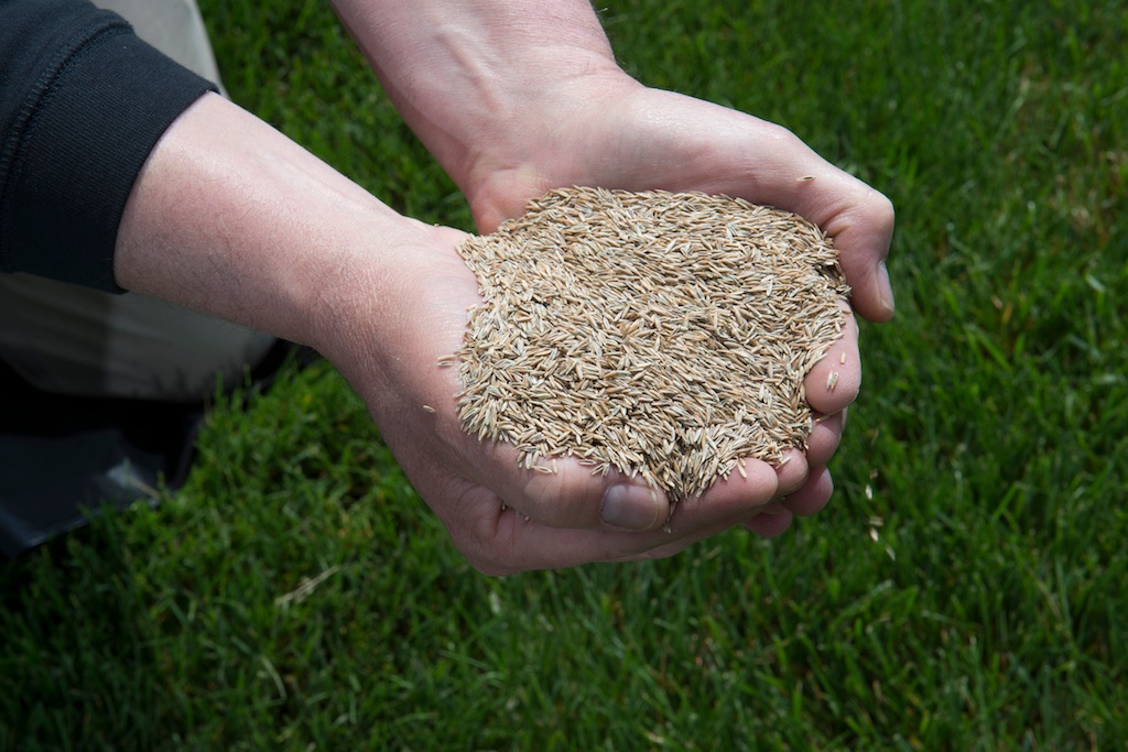overseeding can help fill in bare spots in your lawn