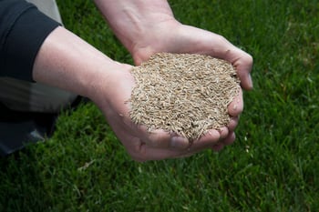 lawn seed in spring in Ohio