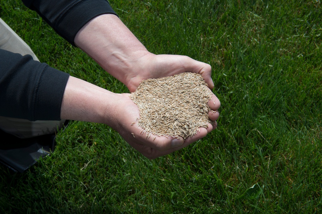 lawn care technician holds grass seed in hands