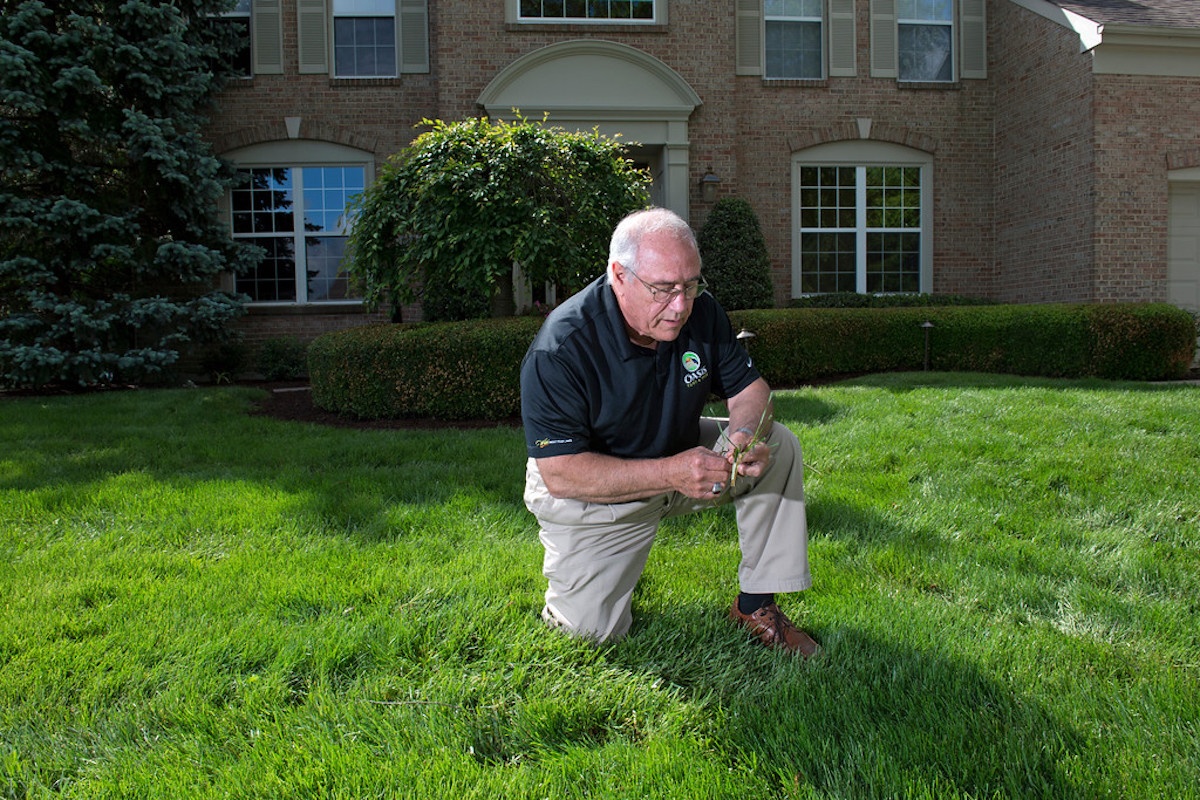 technician inspecting grass roots