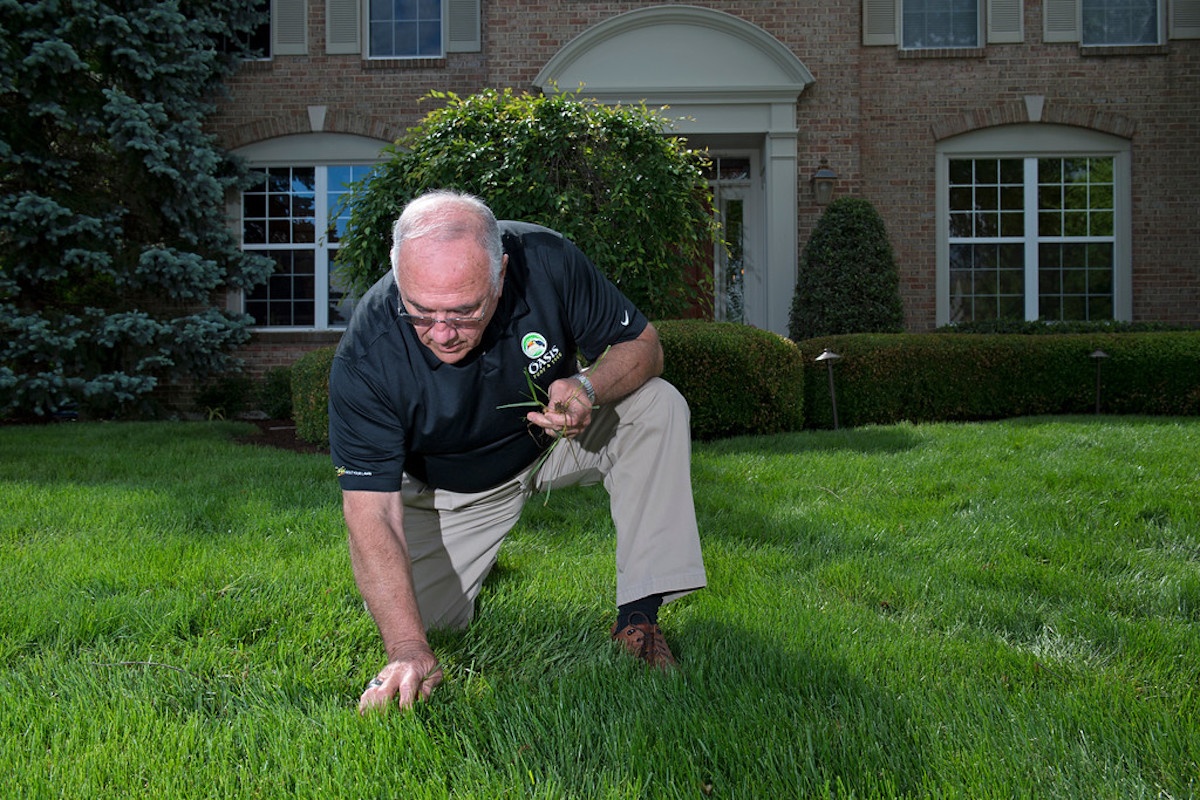 lawn technician inspecting lawn for weeds