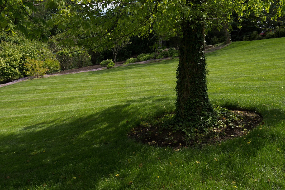 tree with ivy and shade over grass