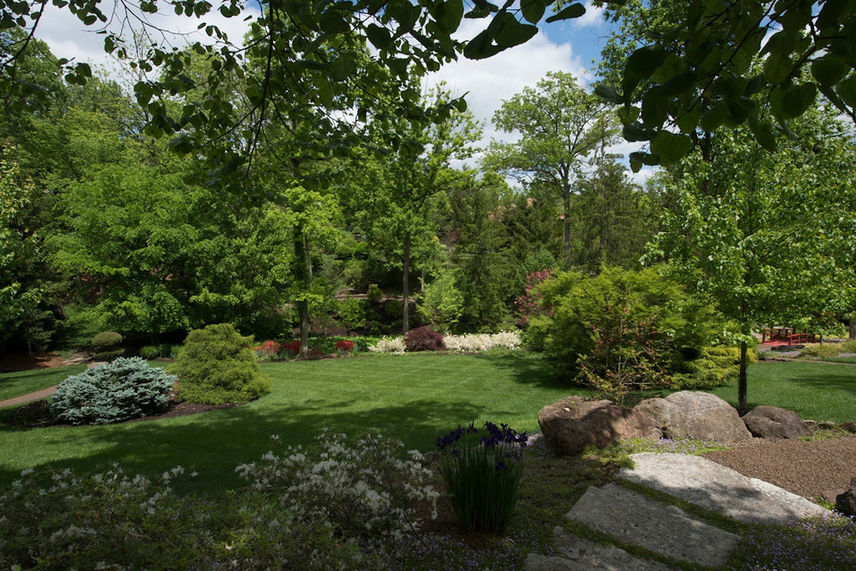 evergreens in landscape