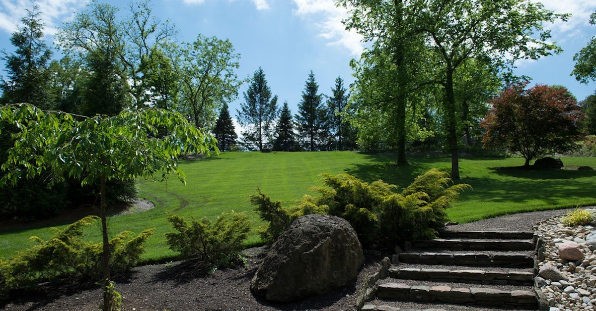 Healthy fertilized trees