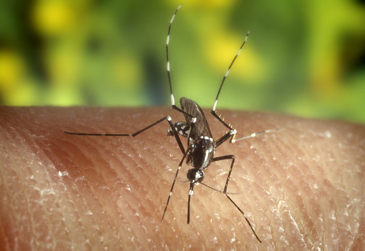 mosquito-control-cincinnati-dayton-oh [DO NOT USE]