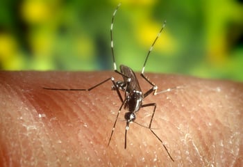 mosquito on finger in lawn without mosquito control