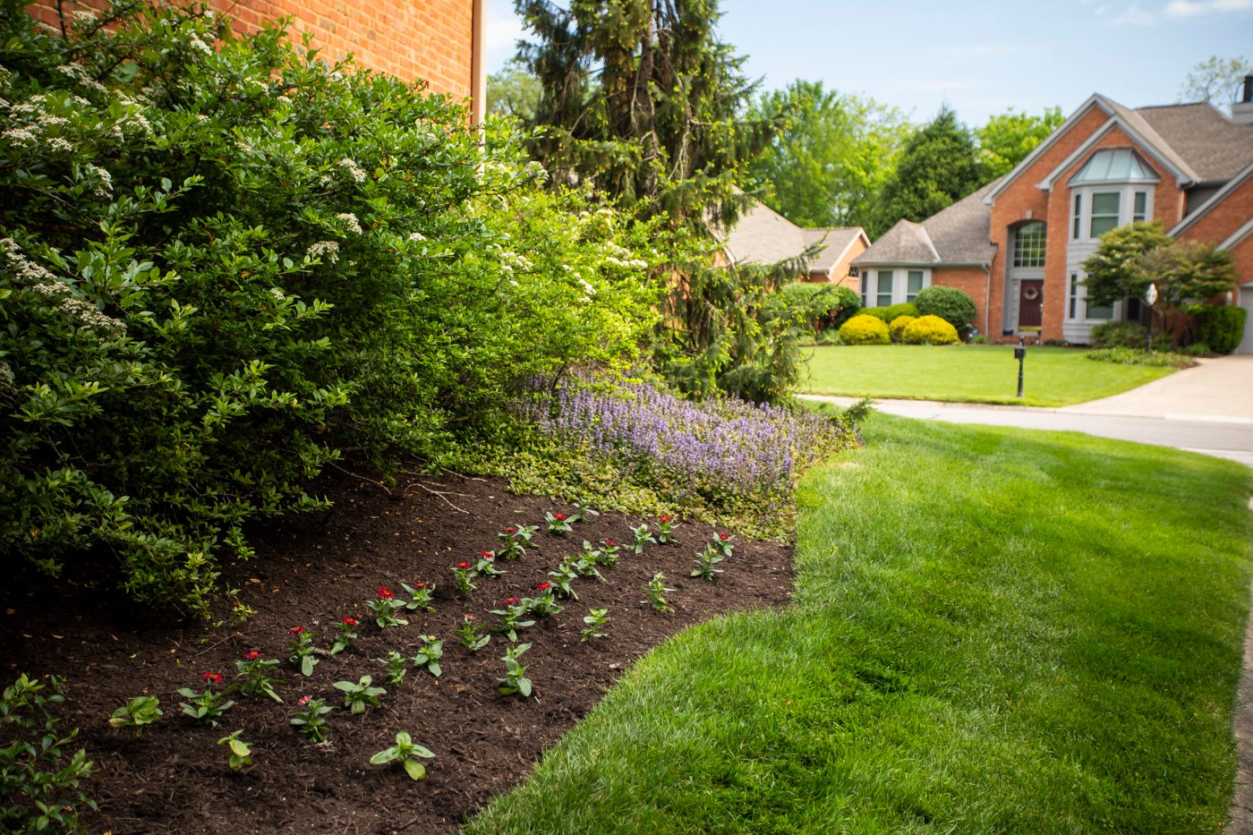 healthy trees and shrubs around house