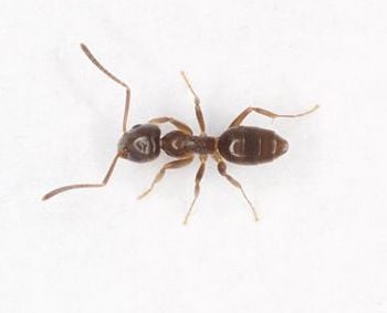 Ant in house in Ohio