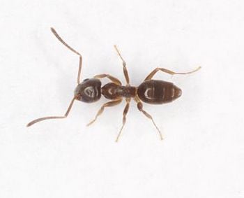 odorous house ant