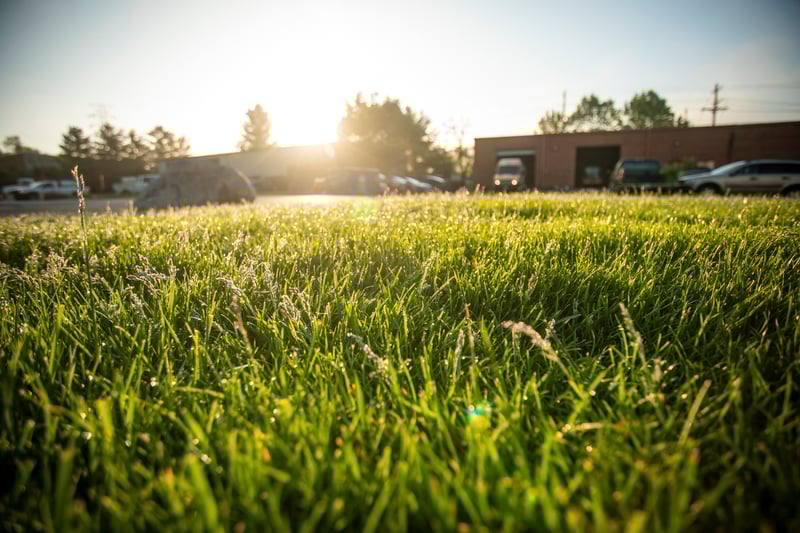 great green grass at sunrise