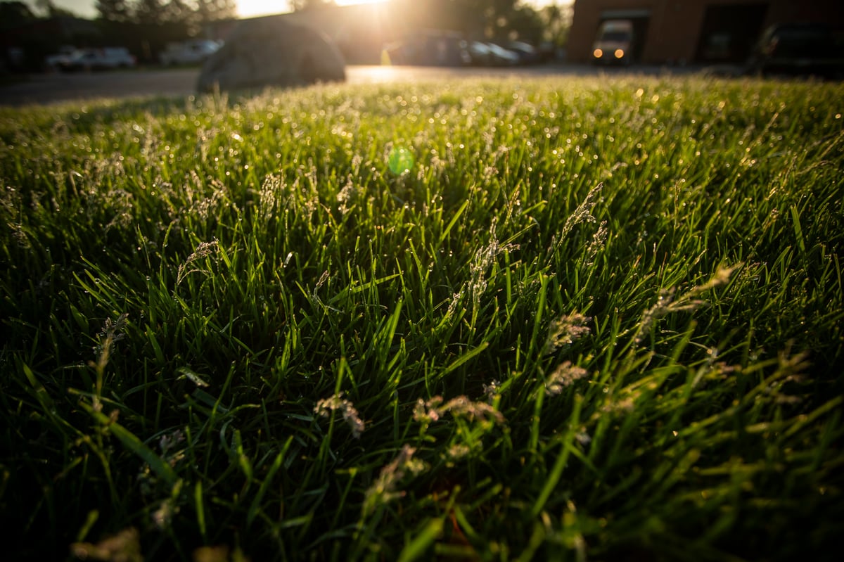 very long grass