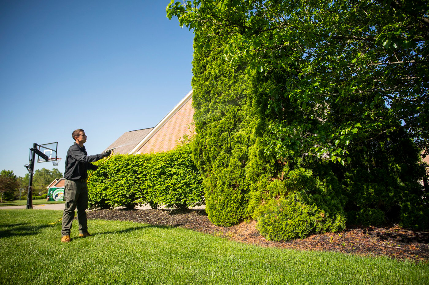 Evergreen trees being fertilized in the spring