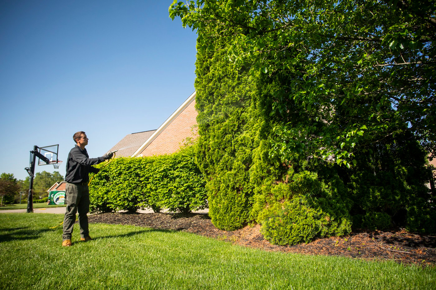 tree spray to protect stressed trees