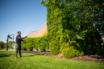 Technician fertilizing evergreen tree in spring