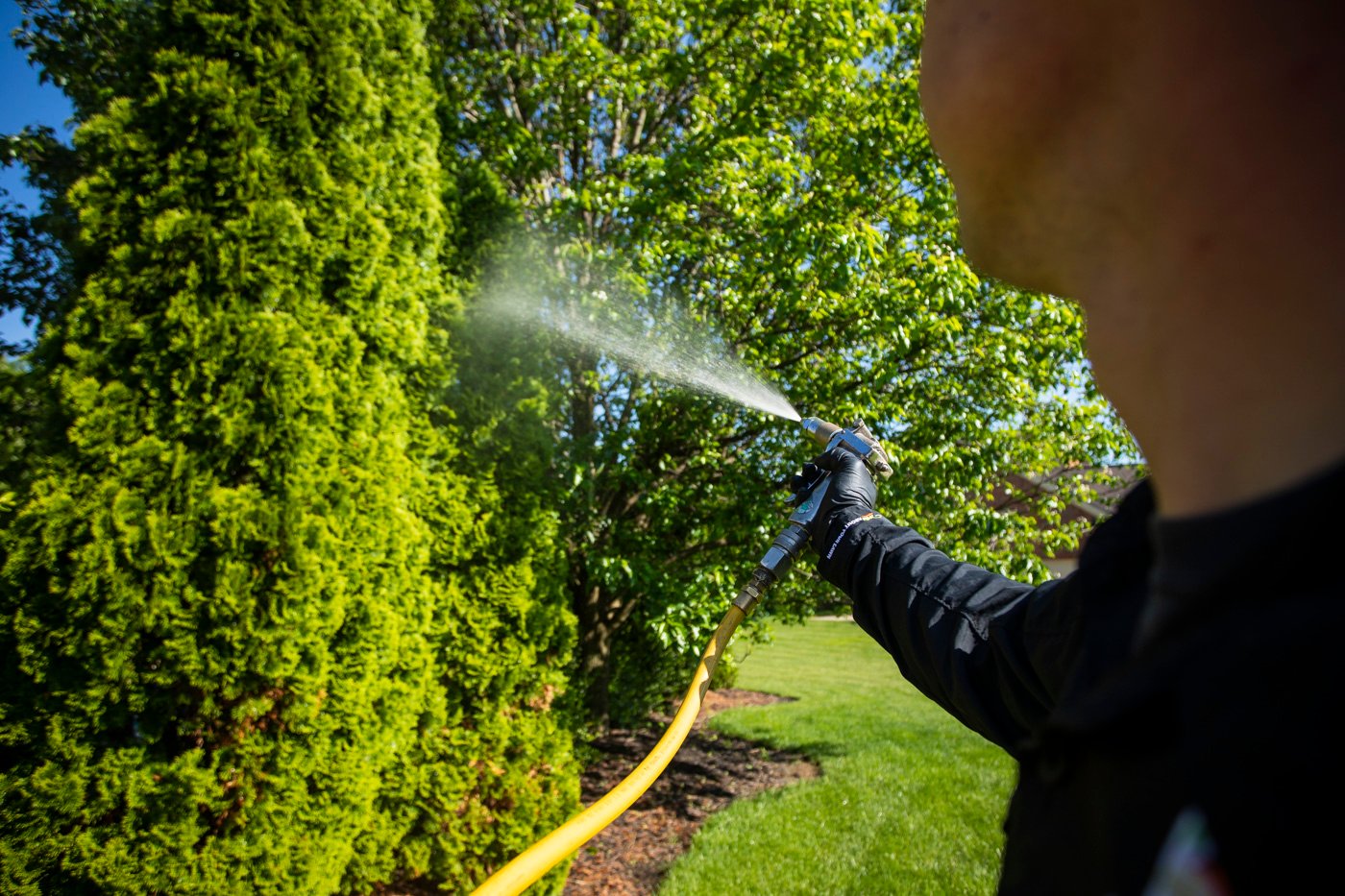 Vegetable Health Technician sprinkling a tree to prepare it for winter