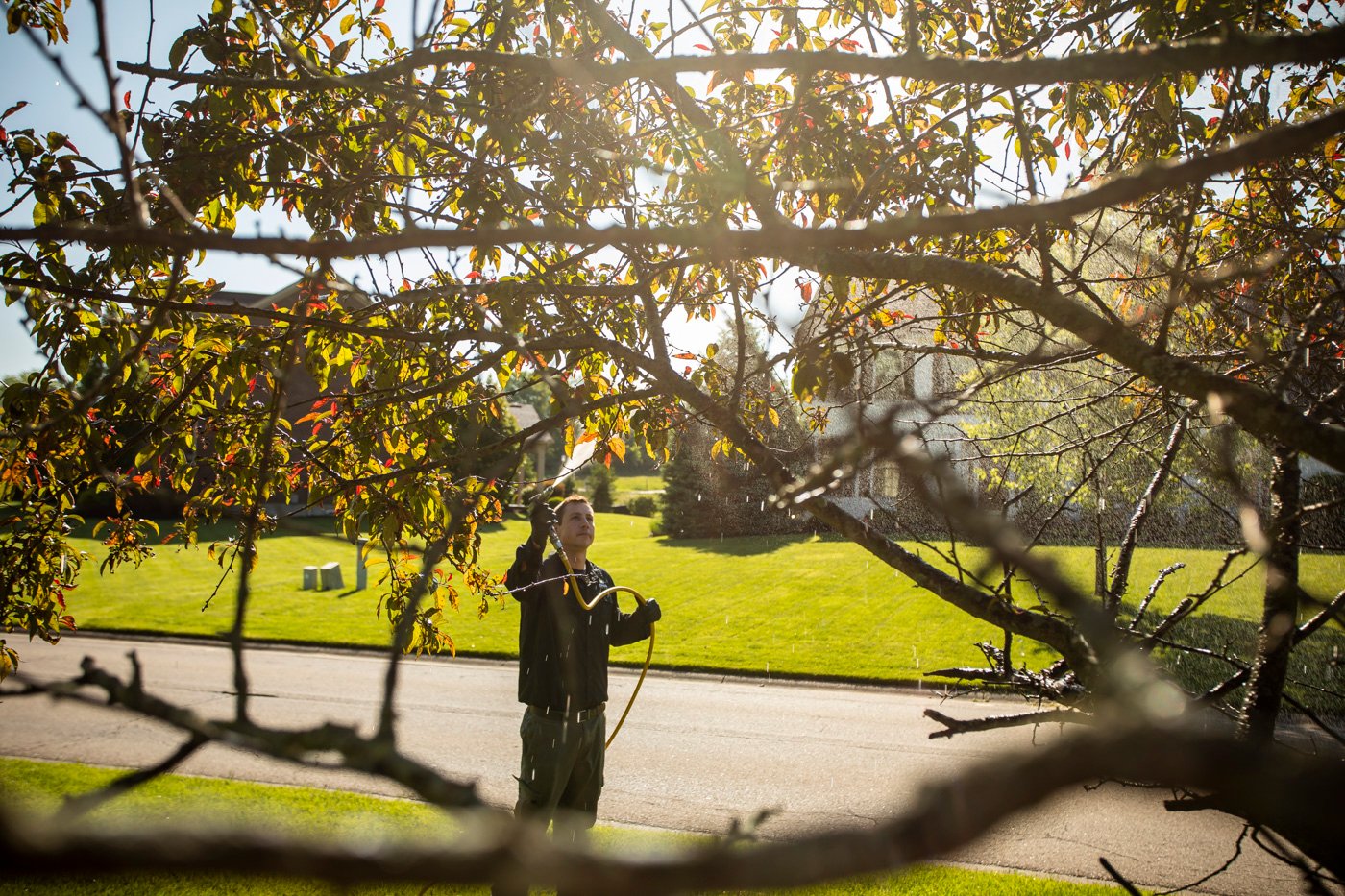 technician-spraying-tree-plant-health-care-4