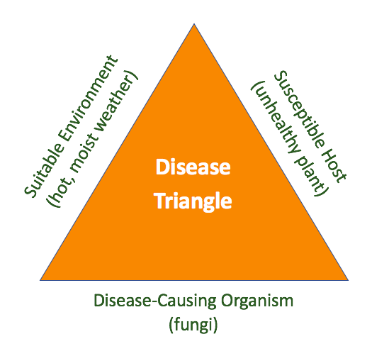 tree disease triangle