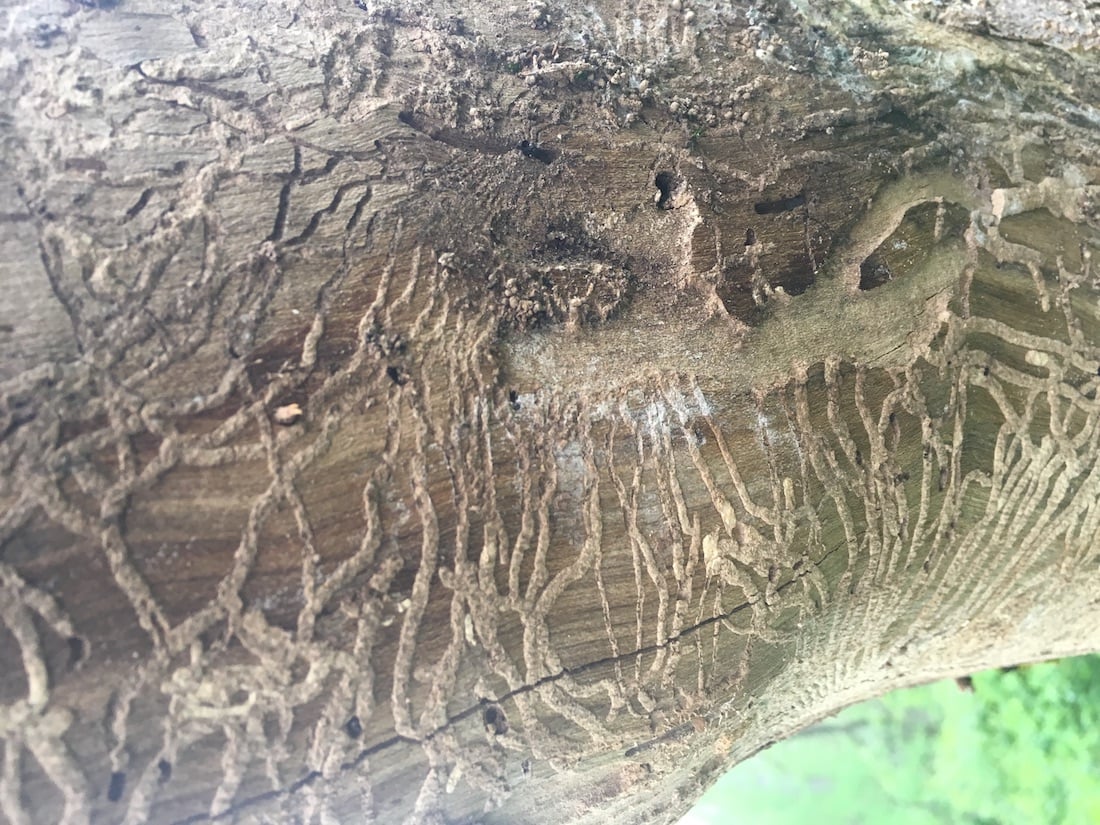 Tree borers damage