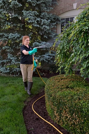 tree-care-spraying