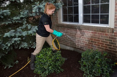 Pest control technician spraying near shrubs outside home