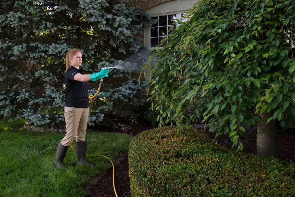 tree care spraying