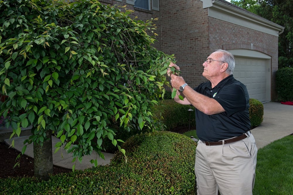 Horticultural technician tree inspection